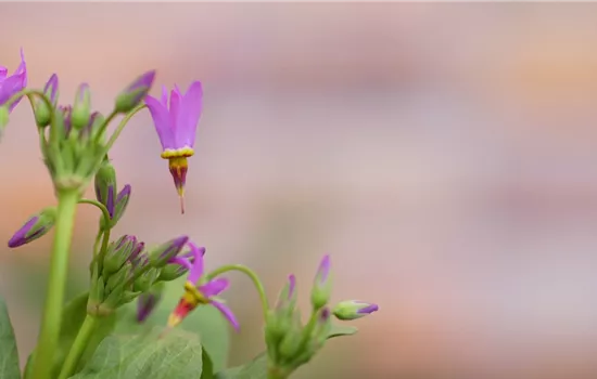 Götterblume - Einpflanzen im Garten Götterblume - Einpflanzen im Garten