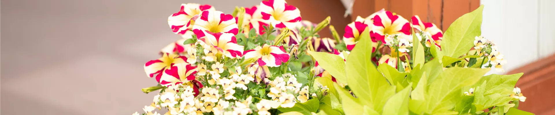 Bepflanzter Kübel Bepflanzter Kübel