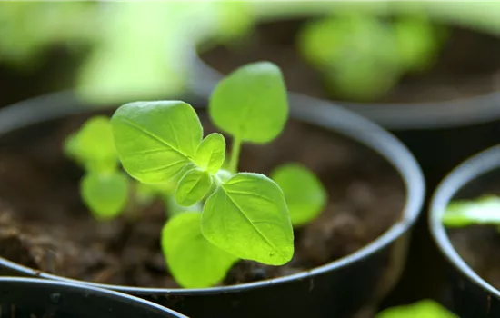 Salbei - Pikieren Salbei - Pikieren