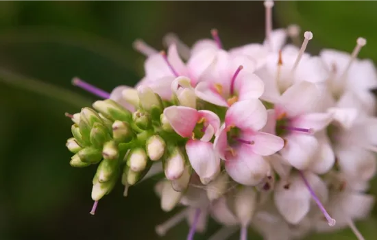 Strauchveronika - Einpflanzen im Garten Strauchveronika - Einpflanzen im Garten