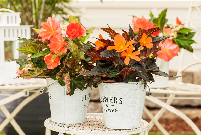 Begonia x tuberhybrida