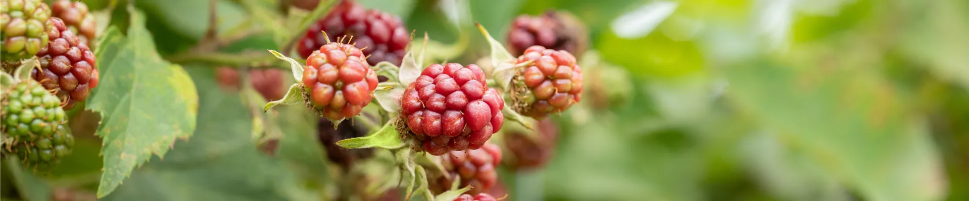 Reifende Brombeeren Reifende Brombeeren