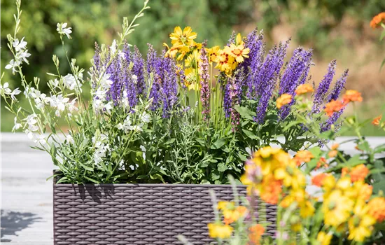 Erfolgreich gärtnern auf dem Balkon Erfolgreich gärtnern auf dem Balkon