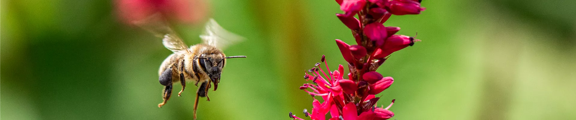 Fliegende Biene Fliegende Biene