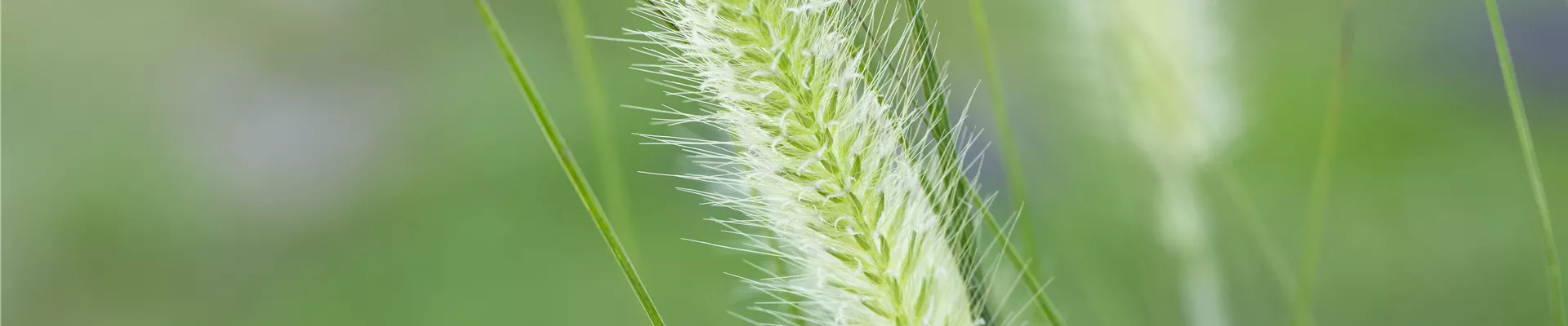 Pennisetum alopecuroides 'Hameln' Pennisetum alopecuroides 'Hameln'