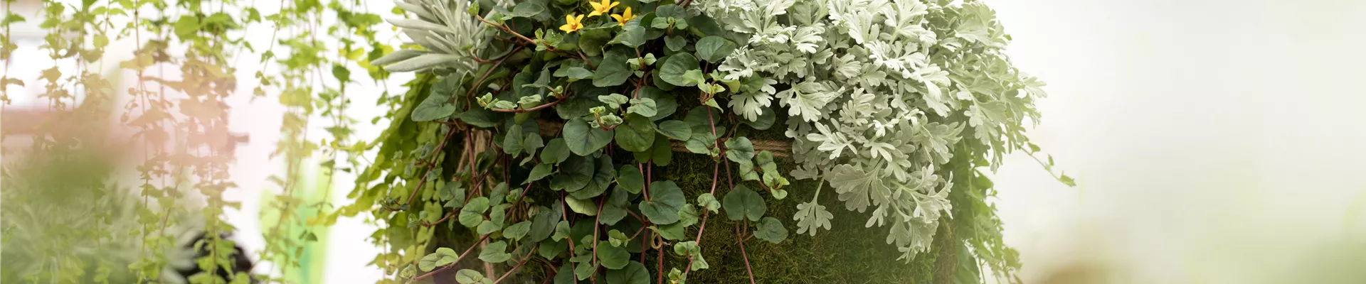 Kombination verschiedener Blattschmuckpflanzen Kombination verschiedener Blattschmuckpflanzen