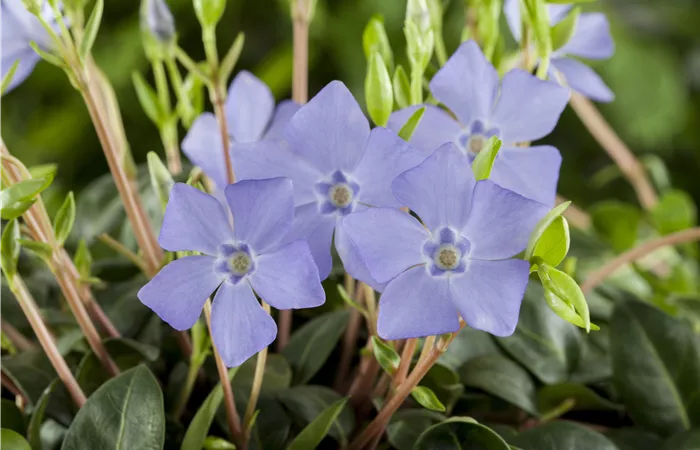 Vinca minor Vinca minor