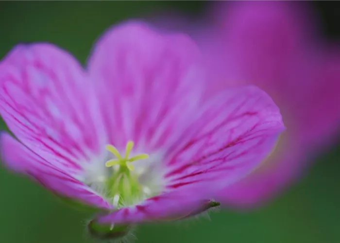 Reiherschnabel - Einpflanzen im Garten