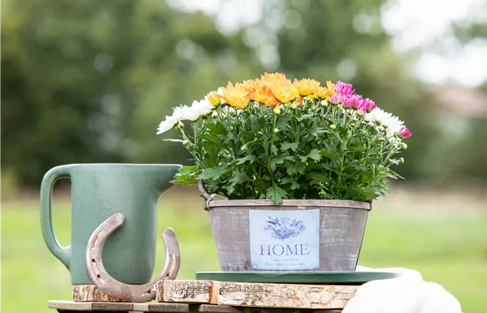 Gartengestaltung mit Pflanzgefäßen in verschiedenen Gärten