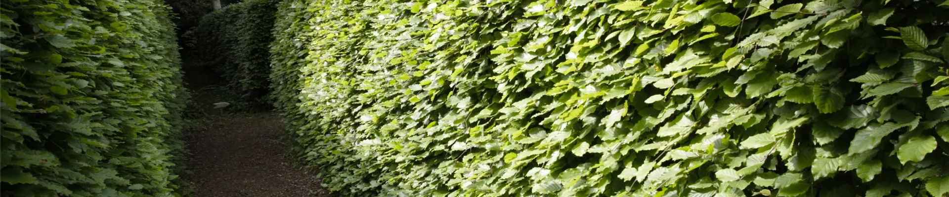 Hainbuchenhecke Hainbuchenhecke