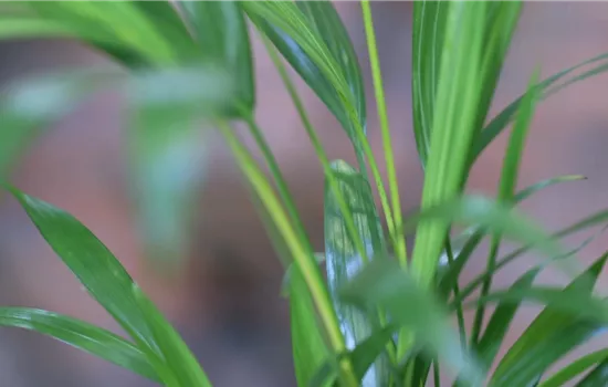 Katzenpalme - Umtopfen Katzenpalme - Umtopfen