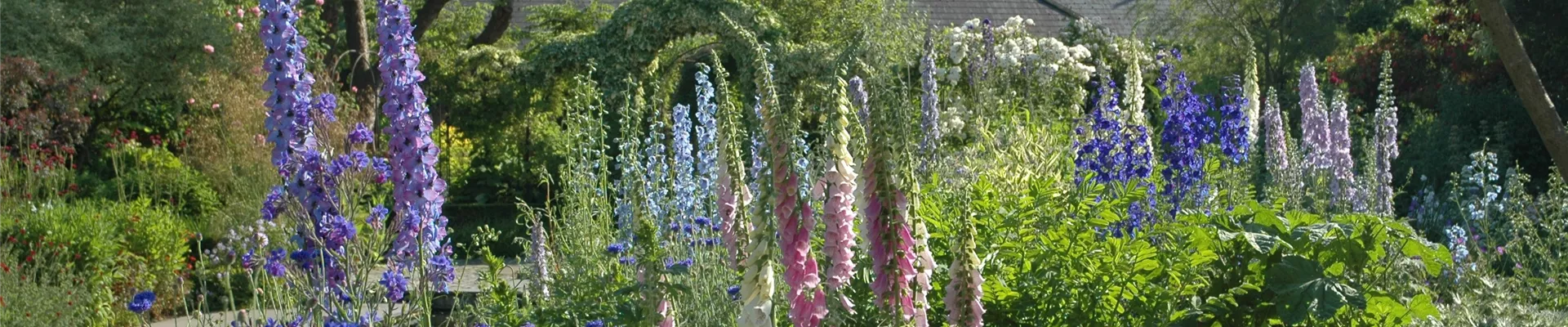 Staudenbeet mit Rittersporn und Fingerhut Staudenbeet mit Rittersporn und Fingerhut