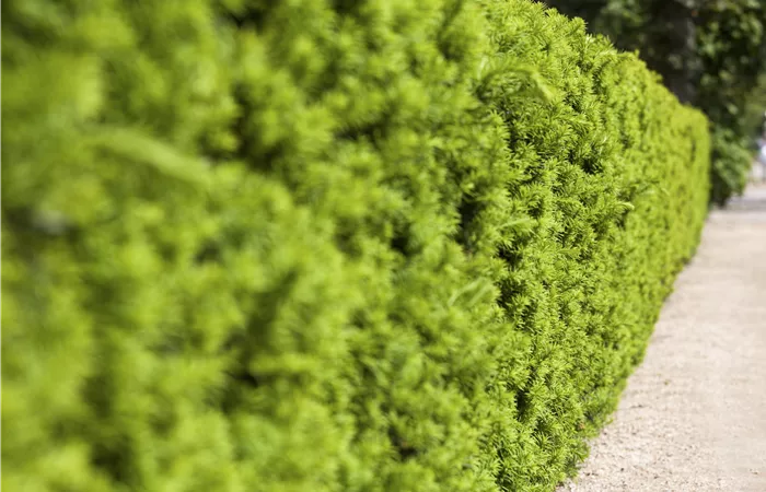 Taxus x media 'Hicksii' Taxus x media 'Hicksii'