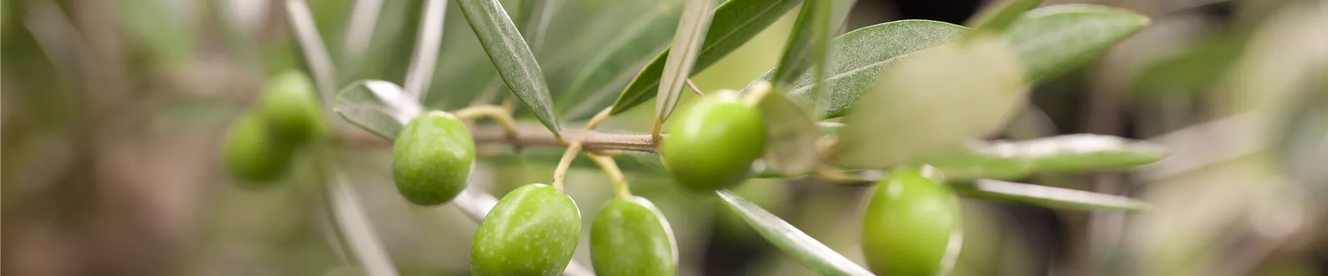 Olea europaea Olea europaea