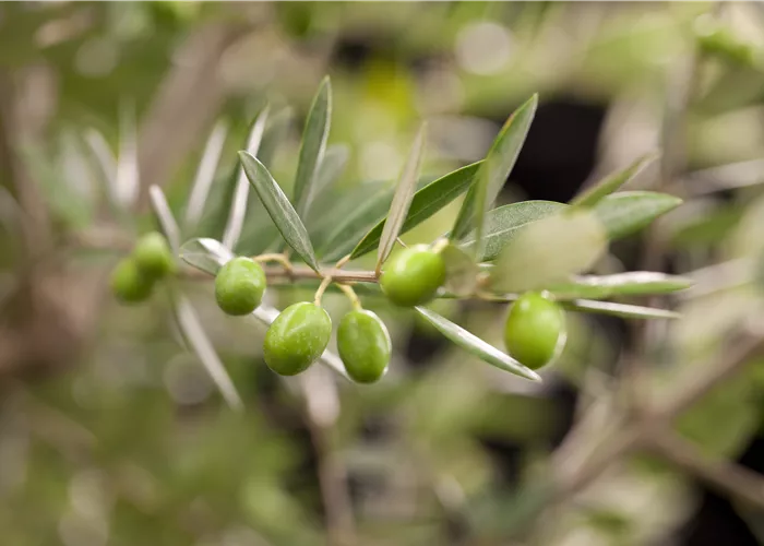 Kübelpflanzen für die Terrasse sorgen für mediterranes Flair