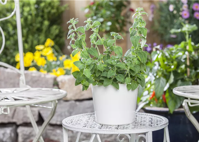 Mediterrane Kräuter im eigenen Garten – Genuss für alle Sinne