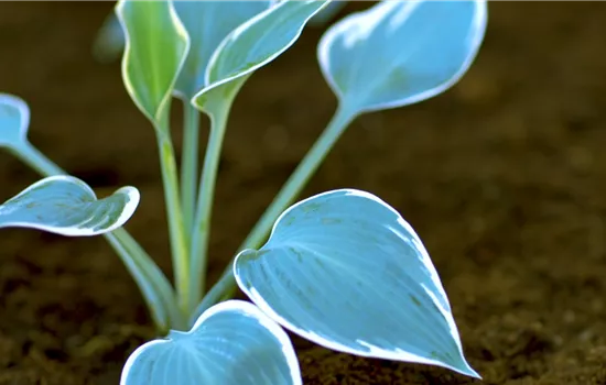 Funkien - Einpflanzen im Garten Funkien - Einpflanzen im Garten