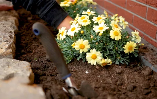 Margeriten - Einpflanzen im Garten Margeriten - Einpflanzen im Garten