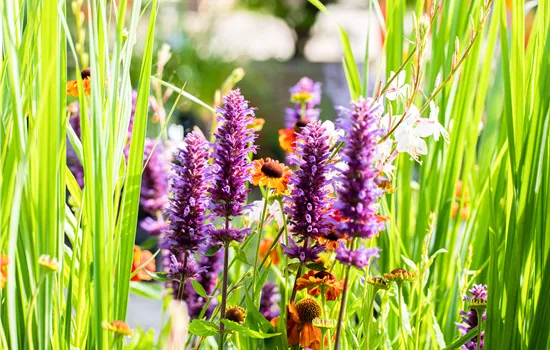 Die schönsten Pflanzen für trockene Standorte Die schönsten Pflanzen für trockene Standorte