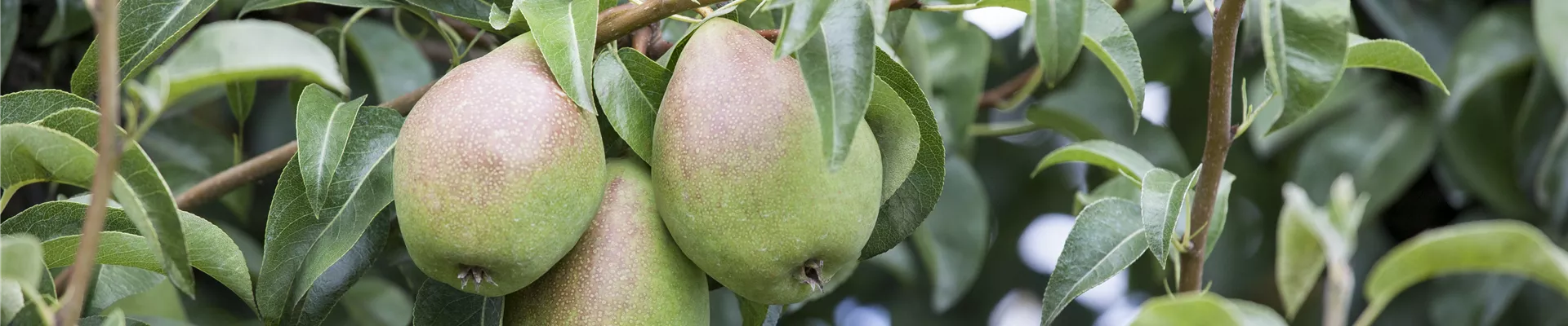 Pyrus communis Pyrus communis