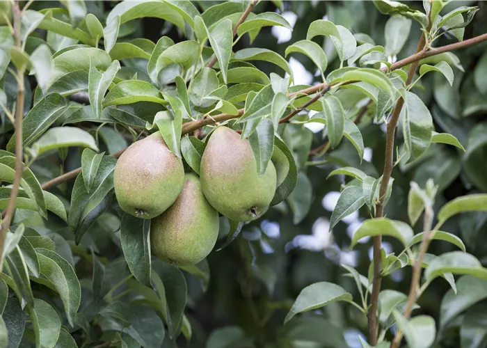 So bereichern diese vitaminreichen Obstpflanzen jeden Garten
