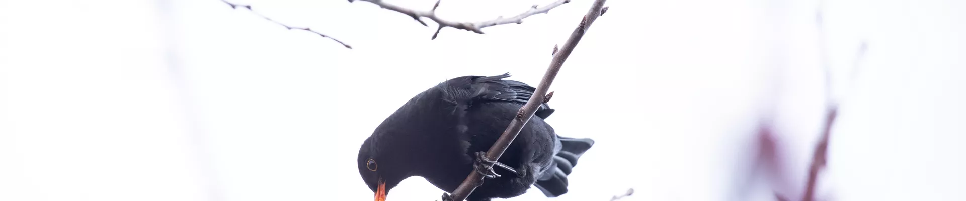 Amsel im Baum  Amsel im Baum