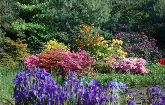 Sträucher ohne Ende – Ziersträucher vermehren leicht gemacht