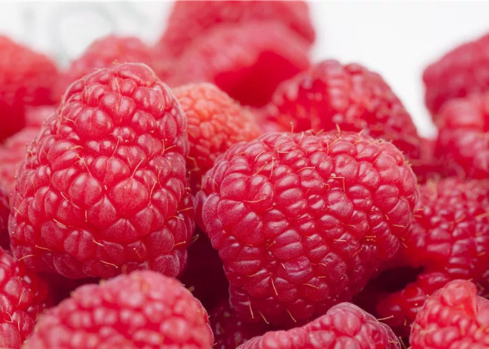 Tipps zum Pflanzen und Pflegen von Himbeeren Tipps zum Pflanzen und Pflegen von Himbeeren