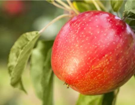 Apfelbäume im Garten – Eine reiche und leckere Ernte Apfelbäume im Garten – Eine reiche und leckere Ernte