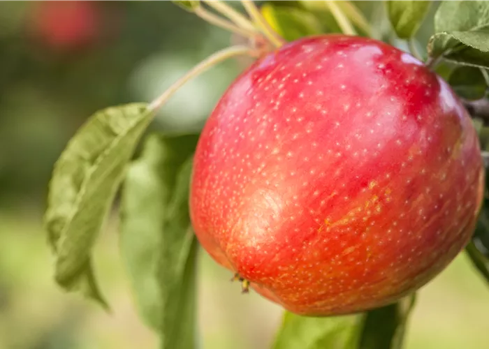 Apfelbäume im Garten – Eine reiche und leckere Ernte Apfelbäume im Garten – Eine reiche und leckere Ernte