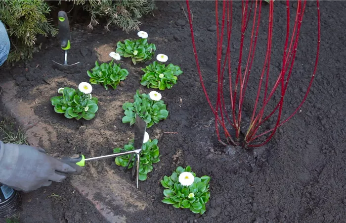 Gänseblümchen - Einpflanzen im Garten