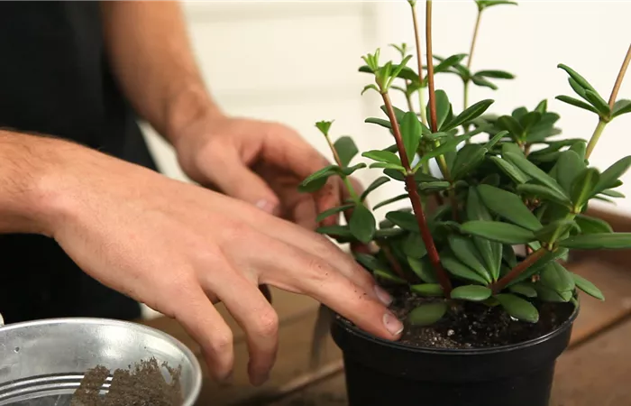 Peperomie - Umtopfen