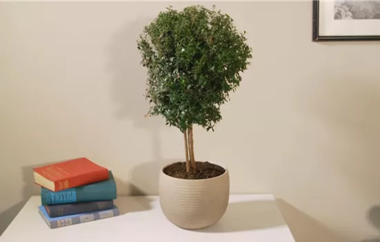 Brautmyrte - Umtopfen Brautmyrte - Umtopfen