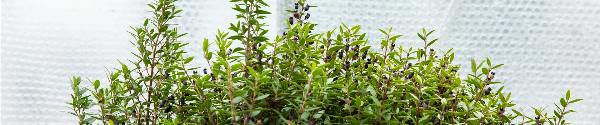 Gewächshaus - Überwinterung mit Luftpolsterfolie Gewächshaus - Überwinterung mit Luftpolsterfolie