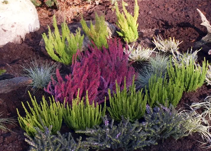 Ein Heidebeet anlegen