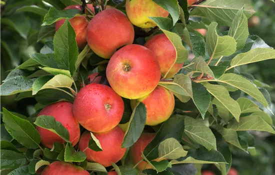 Säulenobst pflanzen – frische Früchte direkt vor der Haustür Säulenobst pflanzen – frische Früchte direkt vor der Haustür