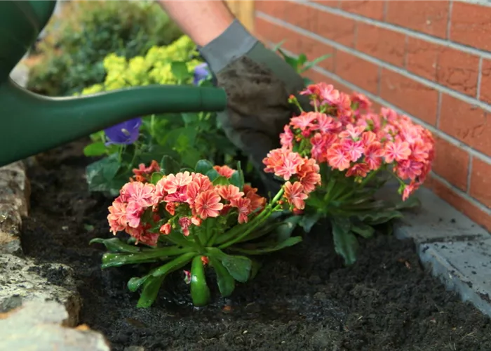 Gewöhnliche Bitterwurz - Einpflanzen im Garten Gewöhnliche Bitterwurz - Einpflanzen im Garten