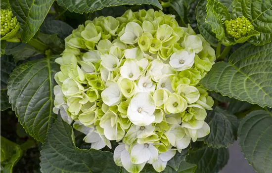 Ein bunter Garten dank der Hortensienvielfalt Ein bunter Garten dank der Hortensienvielfalt