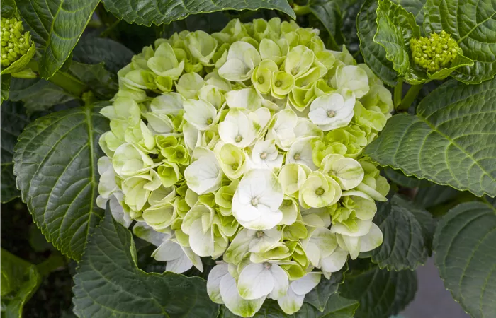 Ein bunter Garten dank der Hortensienvielfalt
