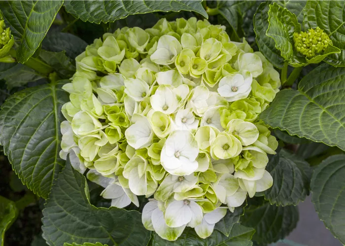 Ein bunter Garten dank der Hortensienvielfalt Ein bunter Garten dank der Hortensienvielfalt