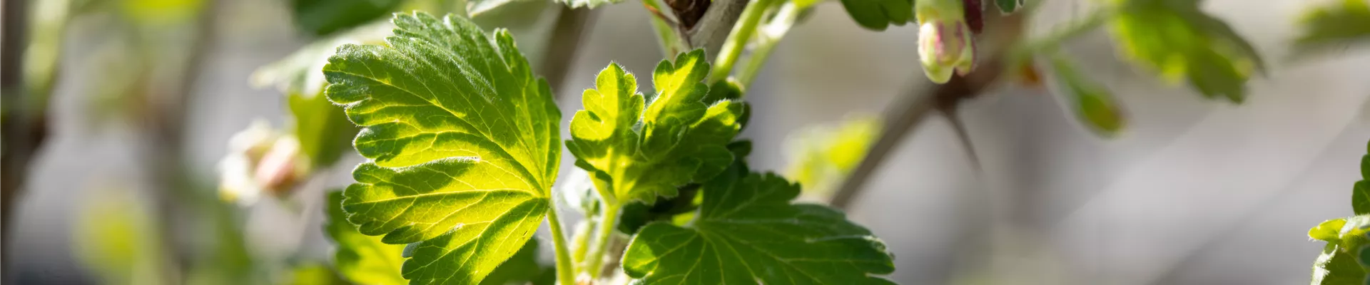 Ribes uva-crispa 'Redeva'(s) Ribes uva-crispa 'Redeva'(s)