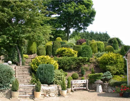 Die Koniferen überzeugen durch ihre eindrucksvolle Vielfalt