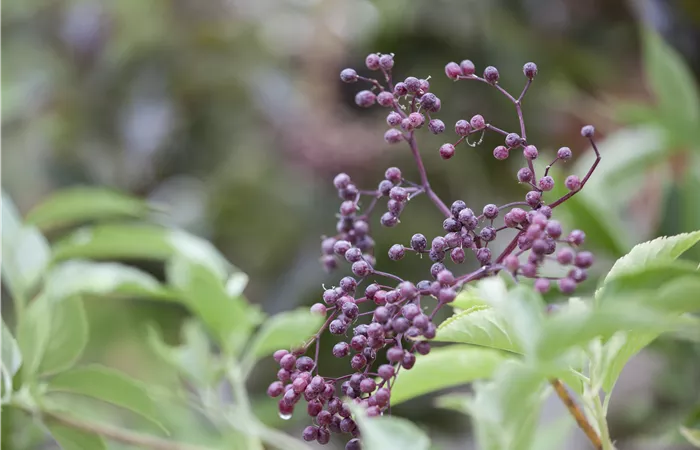 Sambucus nigra Sambucus nigra