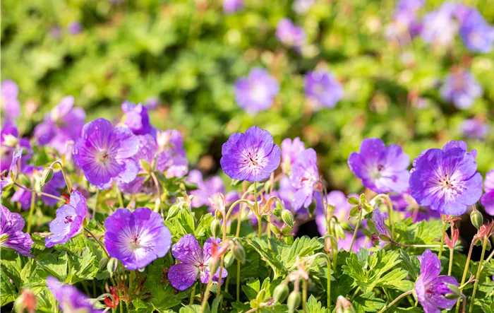 Geranium wallichianum 'Rozanne'®
