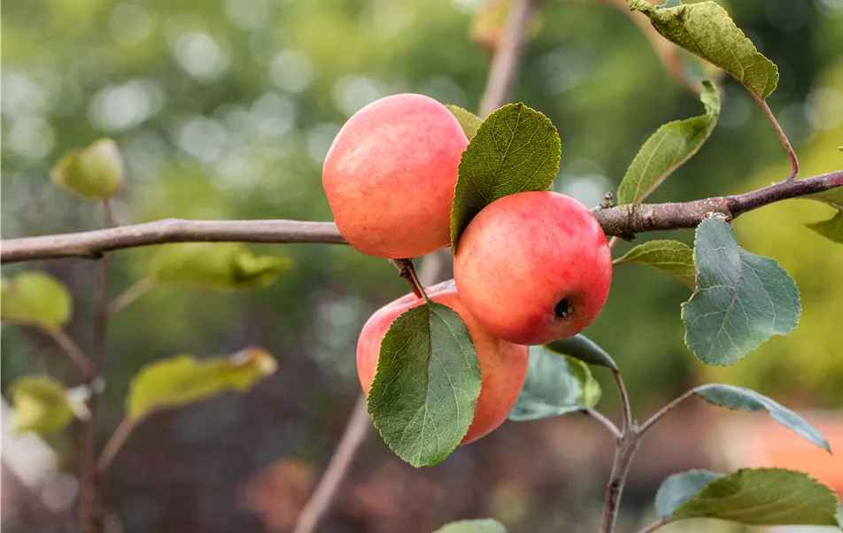 Malus domestica 'Redlove® Lollipop®'