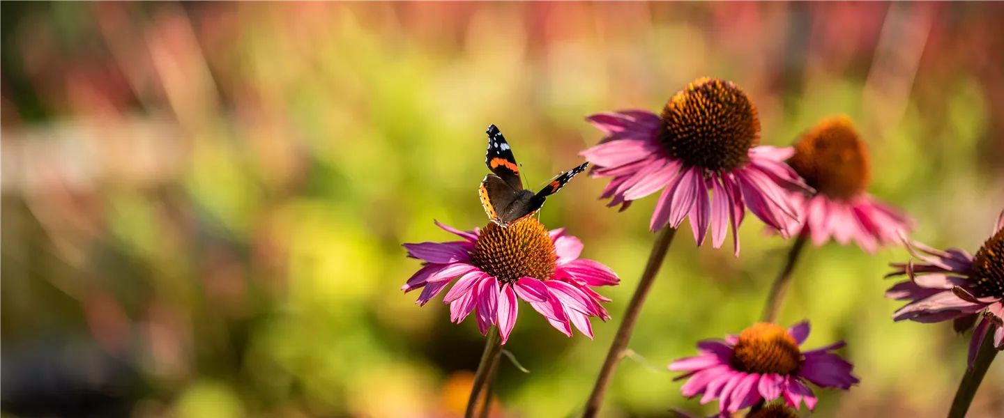 Schmetterling auf Sonnenhut