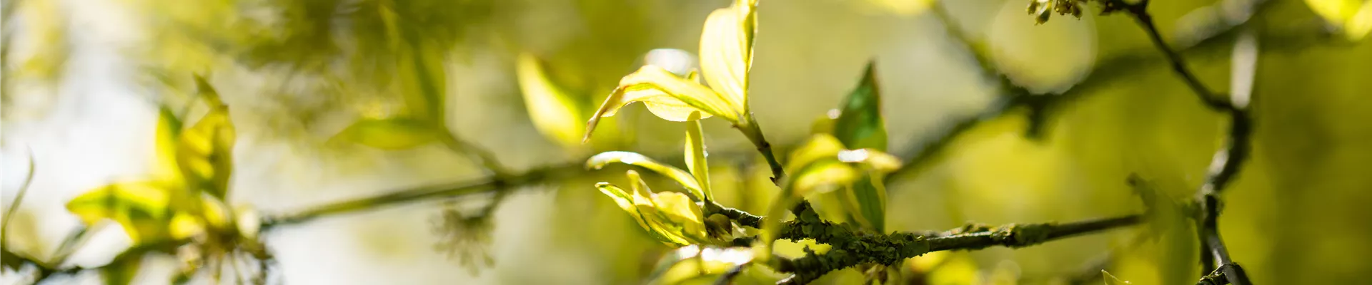 Laubaustrieb Laubaustrieb