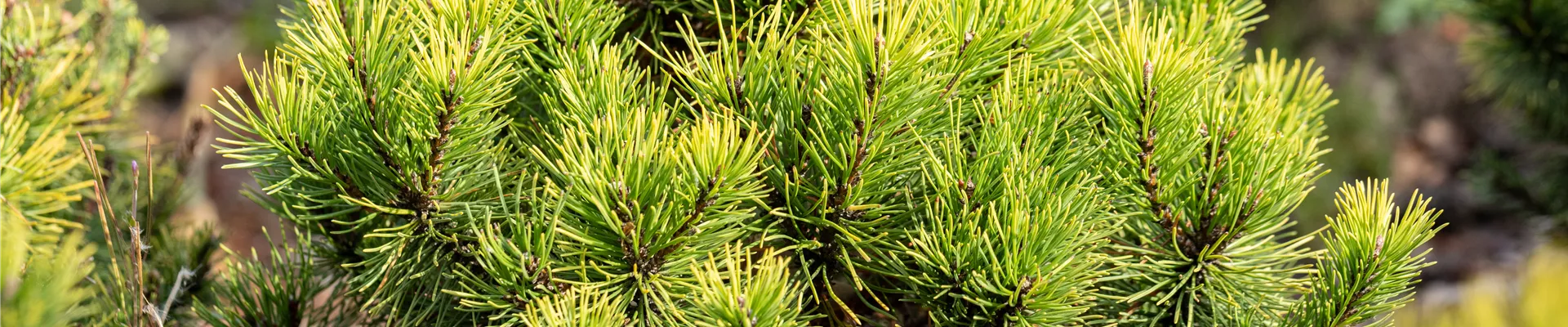 Koniferen, Bonsai Koniferen, Bonsai