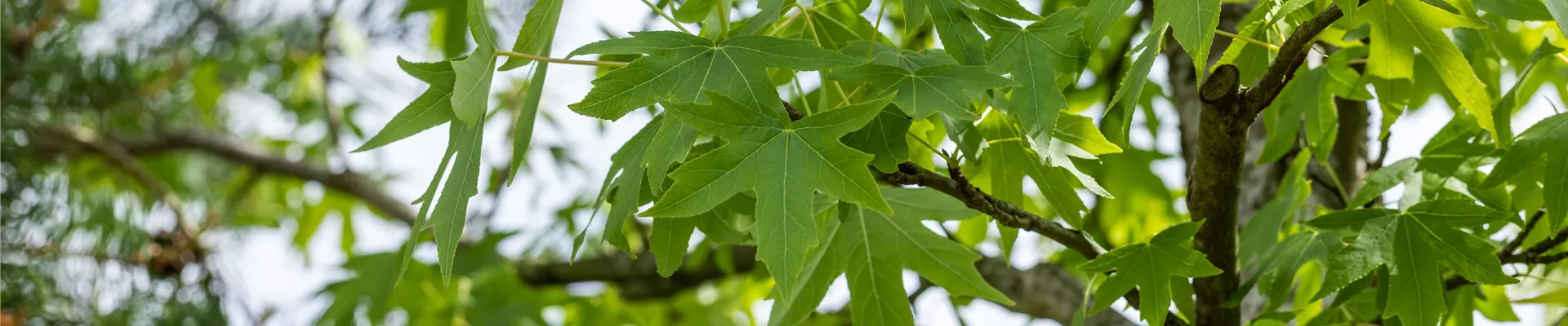 Liquidambar st. 'Worplesdon' Liquidambar st. 'Worplesdon'