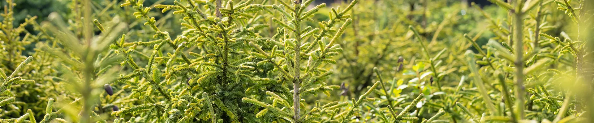 Picea abies